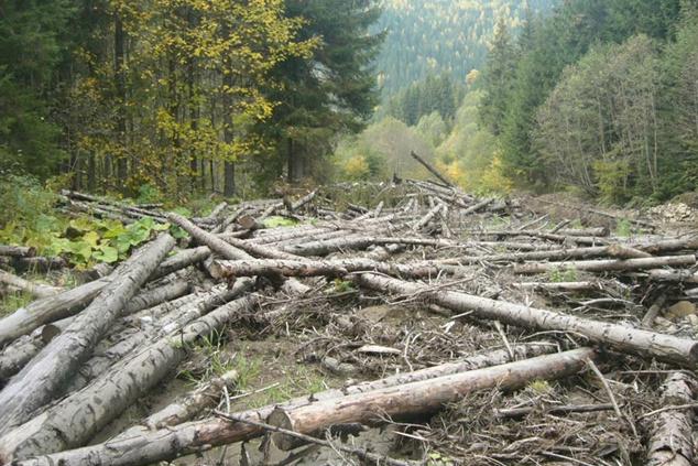 В Україні незаконно вирубали лісів на 85 млн грн — Держлісагентство