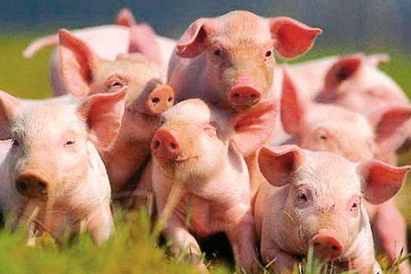 Імпорт свинини в Україну перевищив експорт — джерело