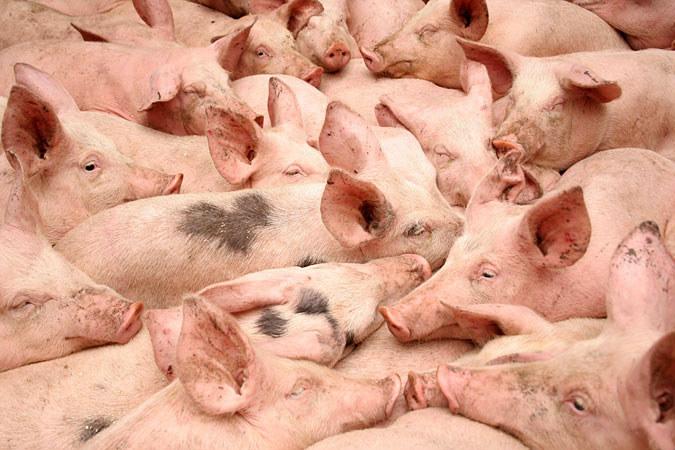 Західна компанія України буде продавати свиней в Грузію — прес-служба 