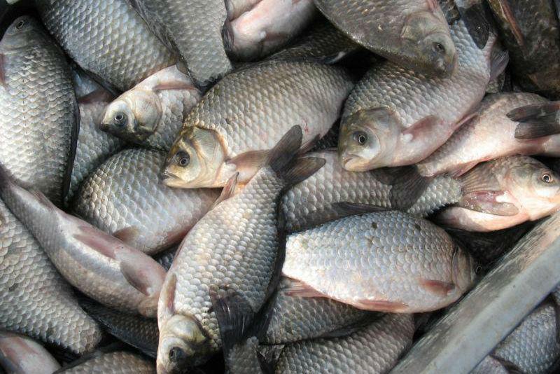 Обсяги вилову риби в Україні збільшилися — Держстат 