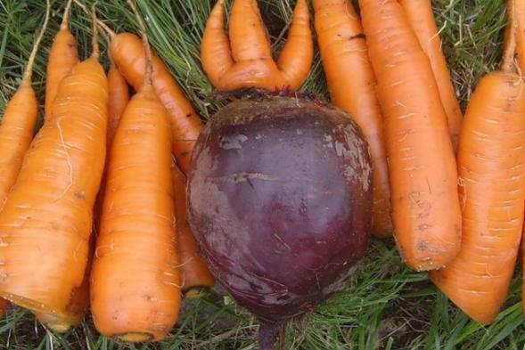 З-за кордону найбільше завозять моркву та буряк — УКАБ 