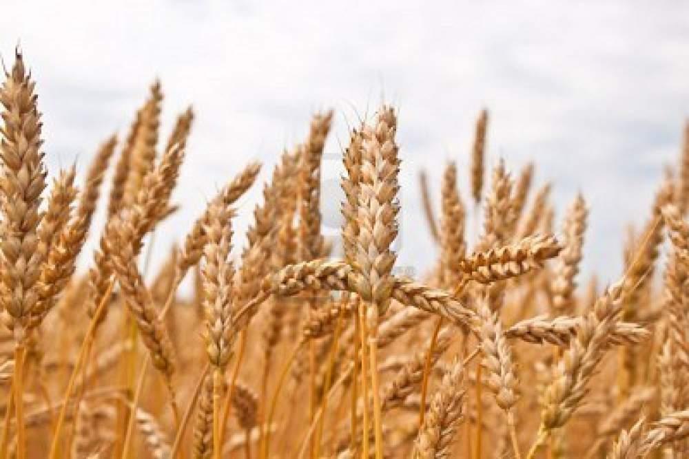Аграрії в березні збільшили продаж пшениці до 753,2 тис. т — Держстат