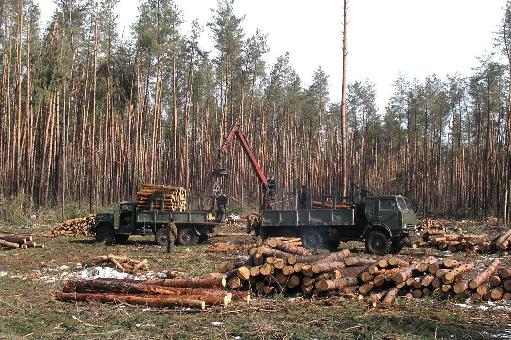У Раді зареєстрований законопроект по боротьбі з масовою вирубкою Карпатських лісів — офіційно 