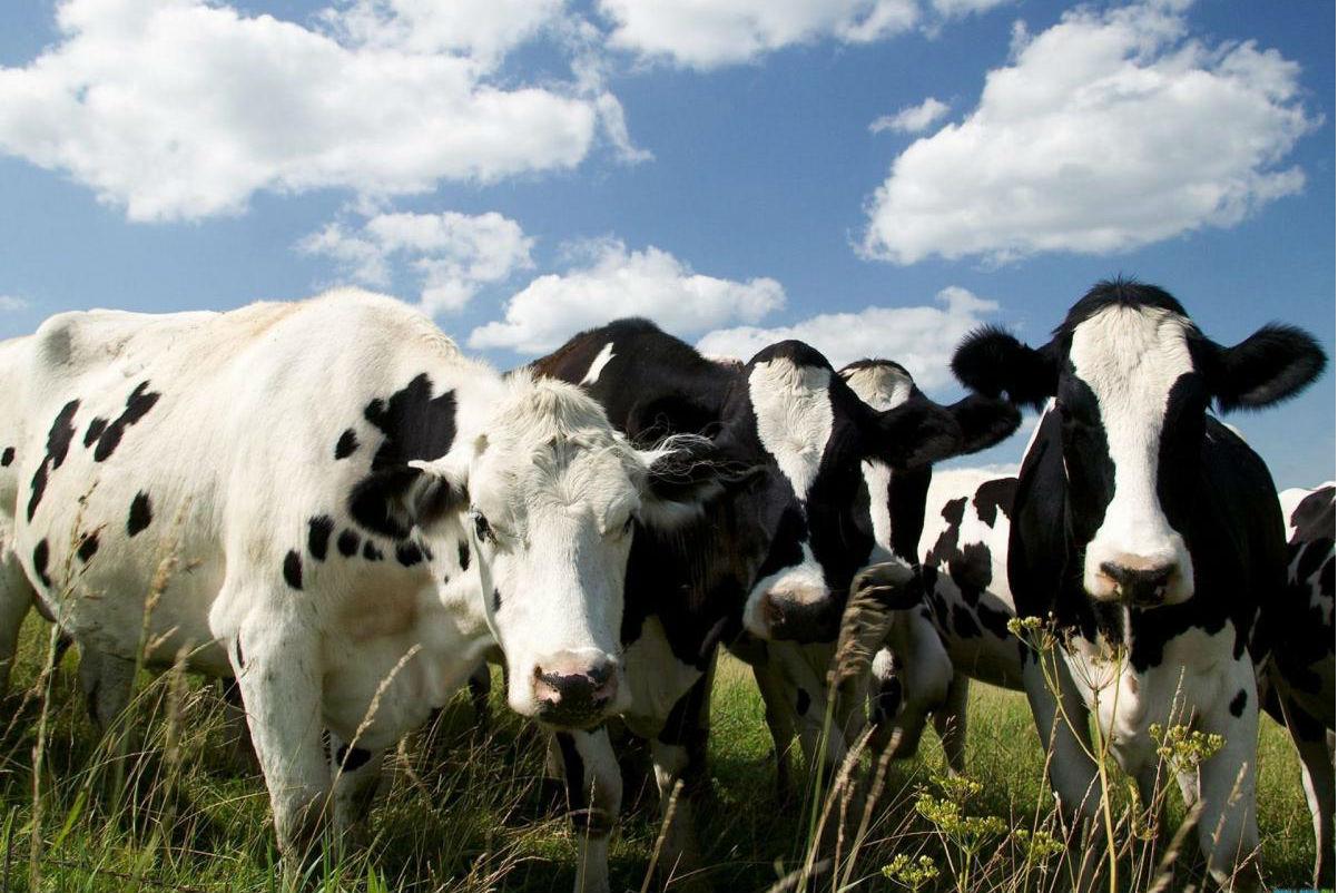 Аграрний комітет ВР рекомендував привести Закон «Про побічні продукти тваринного походження» у відповідність з вимогами законодавства ЄС — прес-служба 
