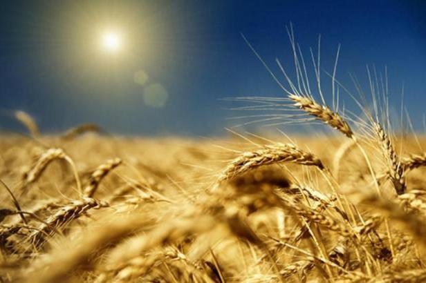Україна експортувала 33 млн тонн зернових — Мінагрополітики 