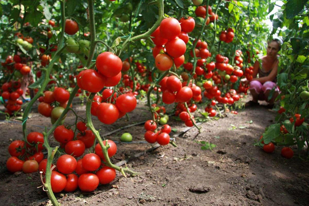В Україні збудують найбільший завод з переробки томатів у ЄС — офіційно
