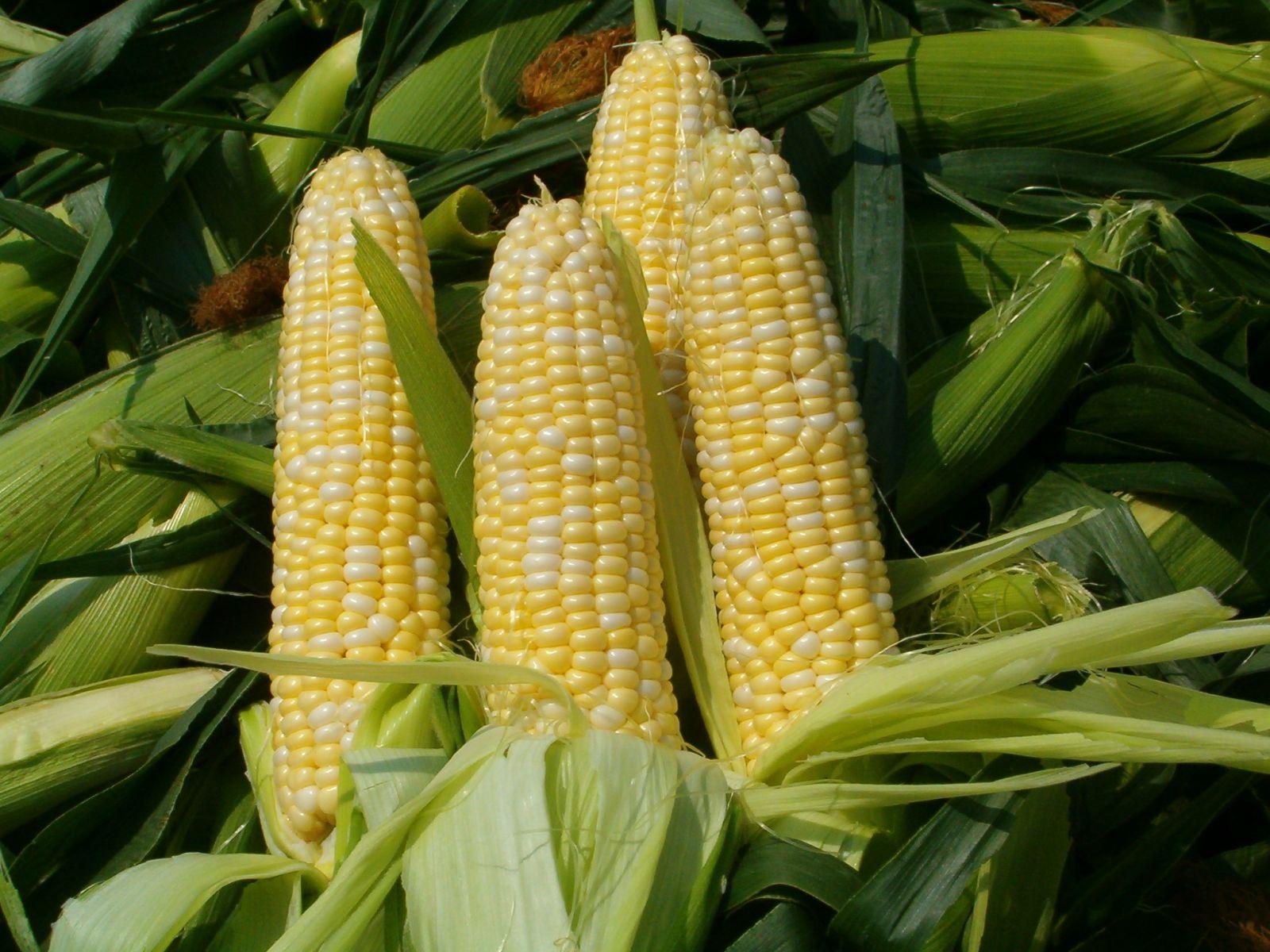 Зниження урожаю пшениці аграрії компенсують кукурудзою — USDA