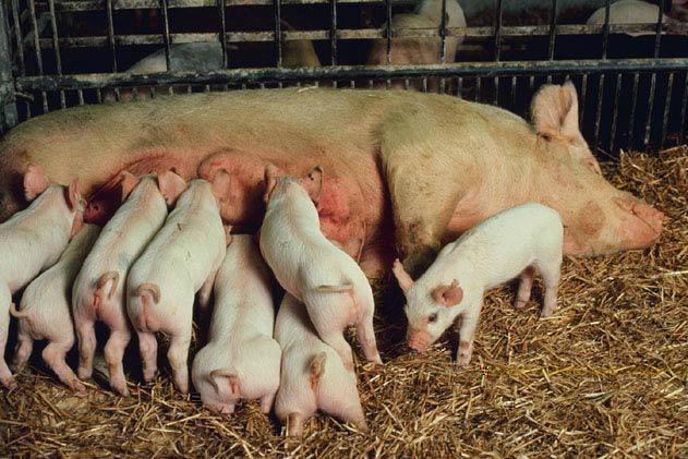 Частка дрібних виробників свинини у загальній структурі зменшиться — Лоза 