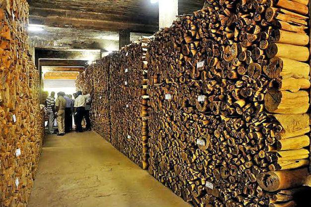 На аукціонні торги запрошують представників вітчизняних деревообробних підприємств — Дайнека