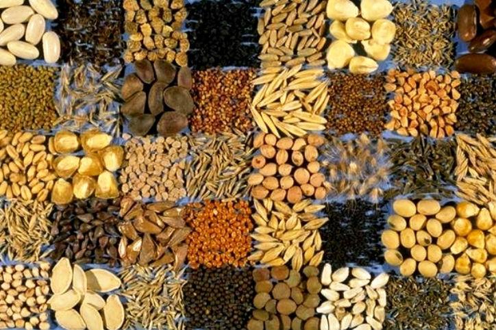 Рада прийняла закон про гармонізацію якості насіння із європейськими нормами — офіційно 