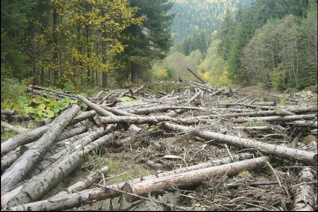 Кабмін призначив відповідального за вирубку лісів в Україні — офіційно