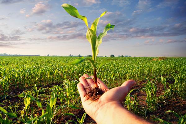 За січень-травень виробництво агросектору скоротилось на 1,3% — Держстат