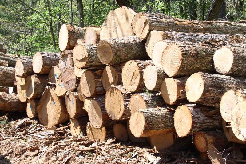 ЄС вимагає від України скасувати мораторій на експорт деревини — нардеп