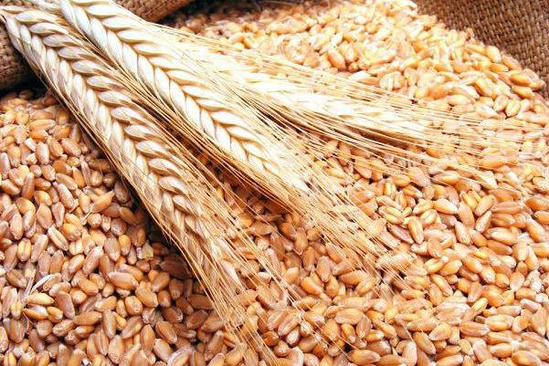 Україна звільняється від запасів пшениці — джерело