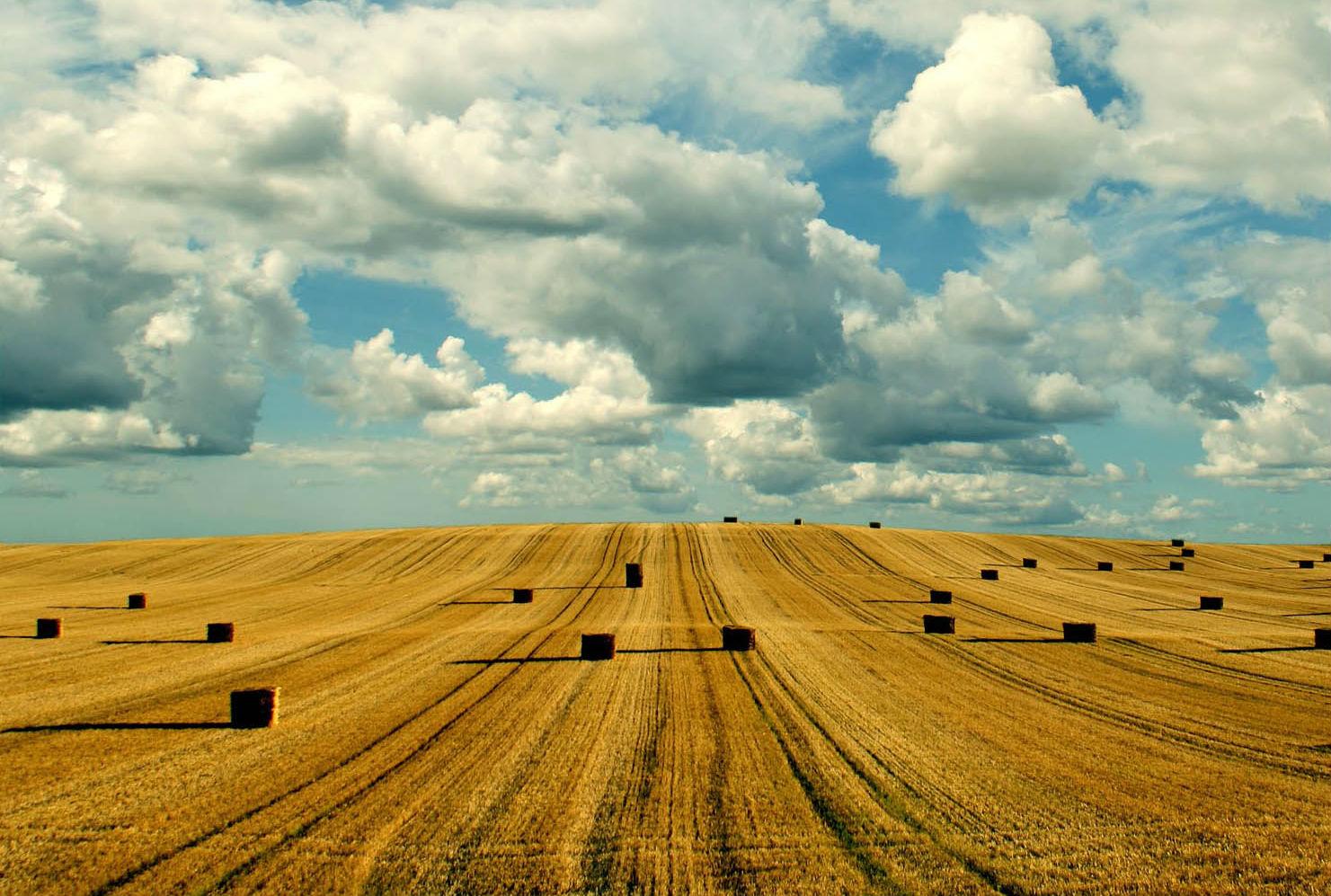 Grain Ukraine — важливий майданчик для комунікації агробізнесу — Рутицька 