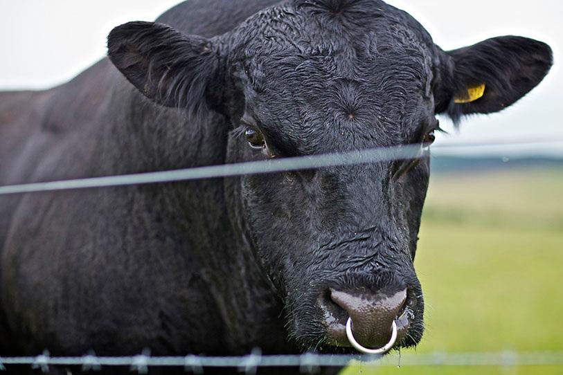 Швейцарські фермери хочуть мати справу з українцями в розведенні корів ― джерело