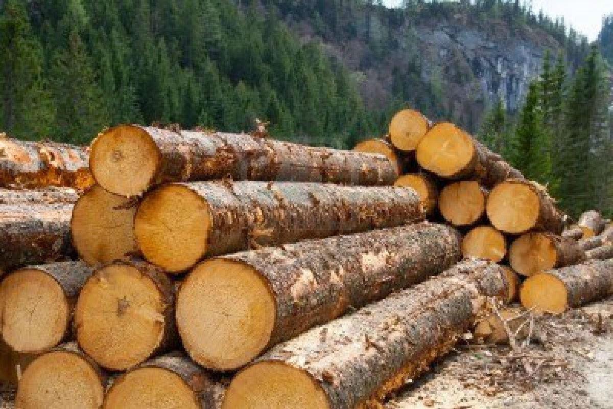Мораторій на експорт деревини ―  це шанс розвитку деревообробної галузі ― Рутицька