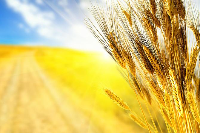 Український урожай зернових складе 60 млн т — прогноз