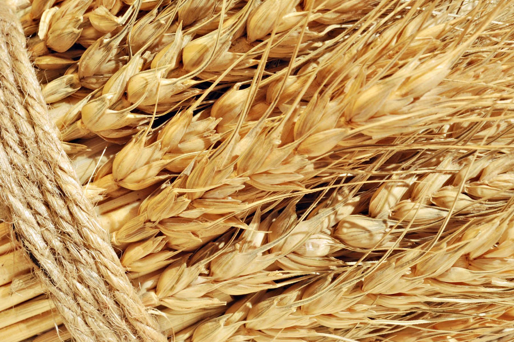Україна встановила новий рекорд з експорту зерна ― прес-служба