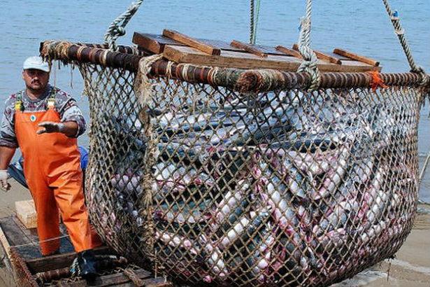 Естонія виділила 100 тис євро для вилову риби в Україні ― прес-служба