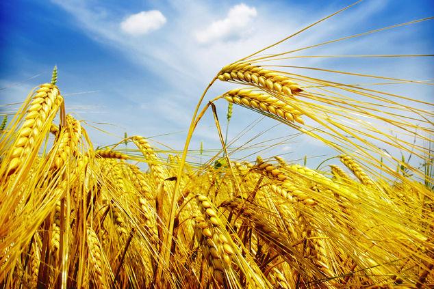 Українські експортери зерна мають дотримуватися фітосанітарних вимог Китаю ― Лапа 