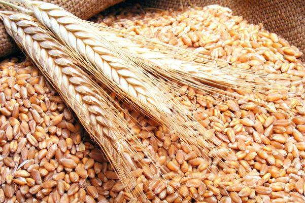 Урожай зерна в Україні до початку липня на 63% перевищував торішній ― Держстат 