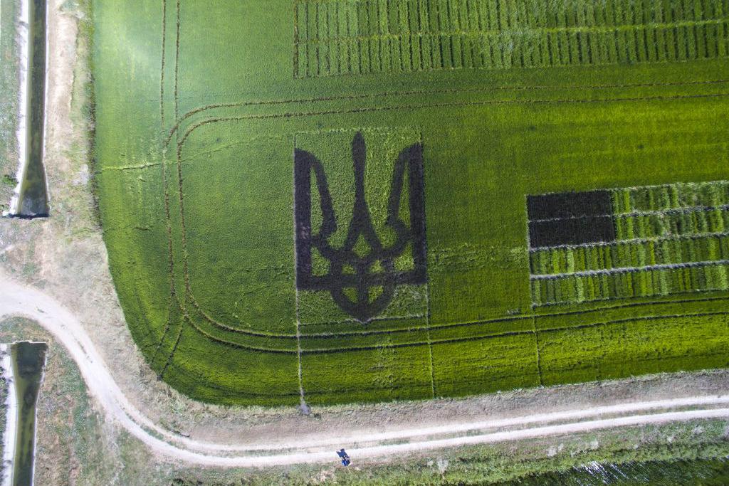 Український герб з рису з'явився на полях Херсонщини