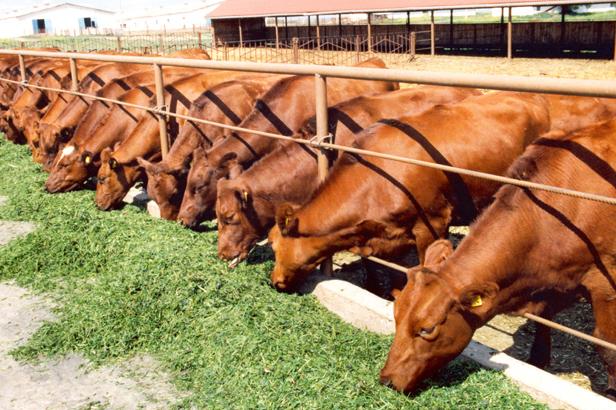Іран запрошує українських виробників великої рогатої худоби до співпраці 