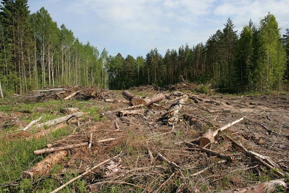 Підготовлено нові правила вирубування лісів 