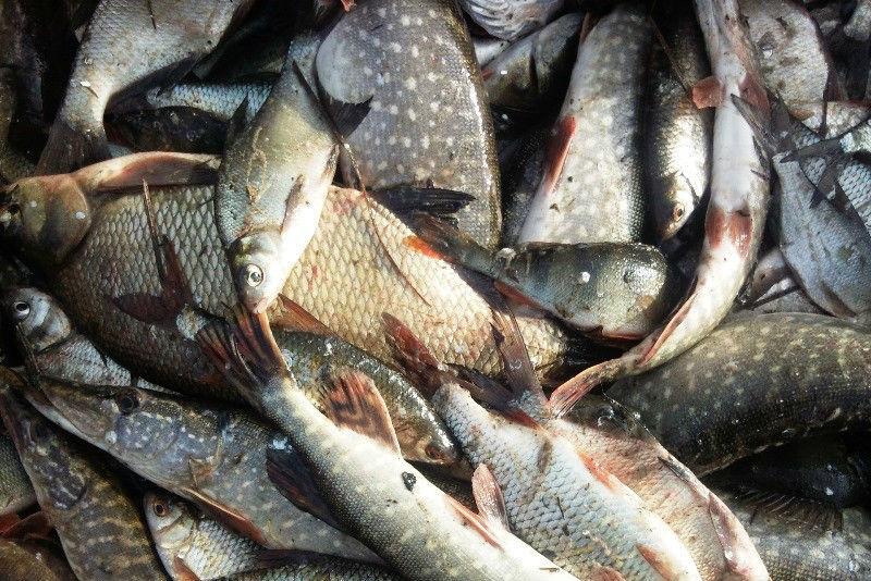 В Україні збільшився вилов риби