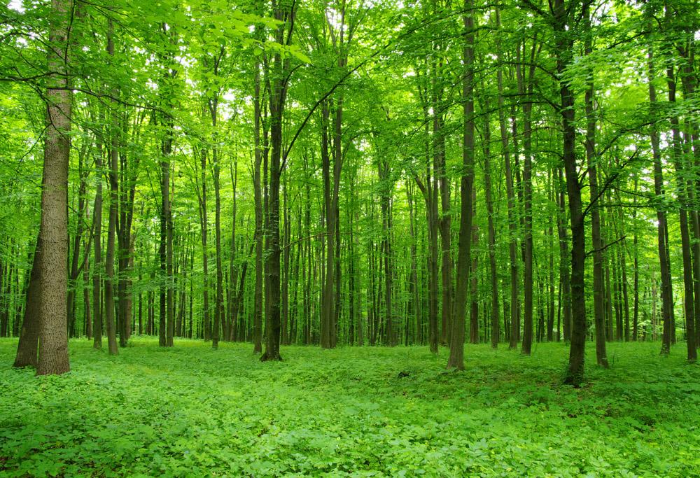Держлісагентство посилить боротьбу із незаконною вирубкою лісів