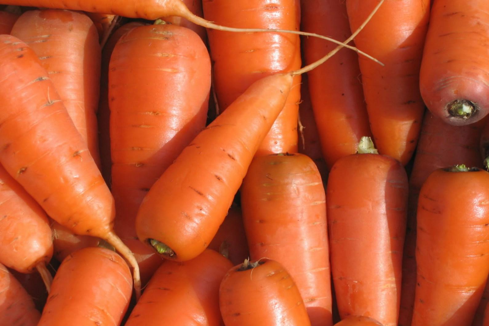 Виробництво моркви, буряка та капусти зросте на 30-40 % 