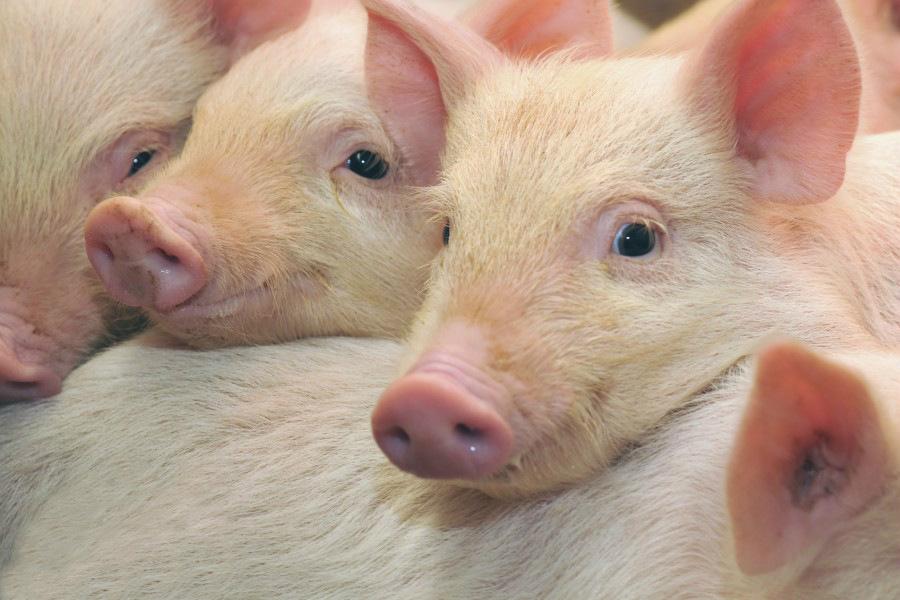 Селяни заблокували роботу свинокомплексу на Полтавщині 