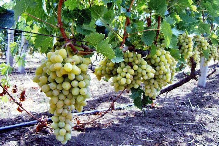В Криму залишилося 15 державних виноробних підприємств 