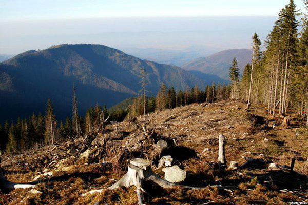 На Прикарпатті зафіксували чотири незаконні вирубки лісу