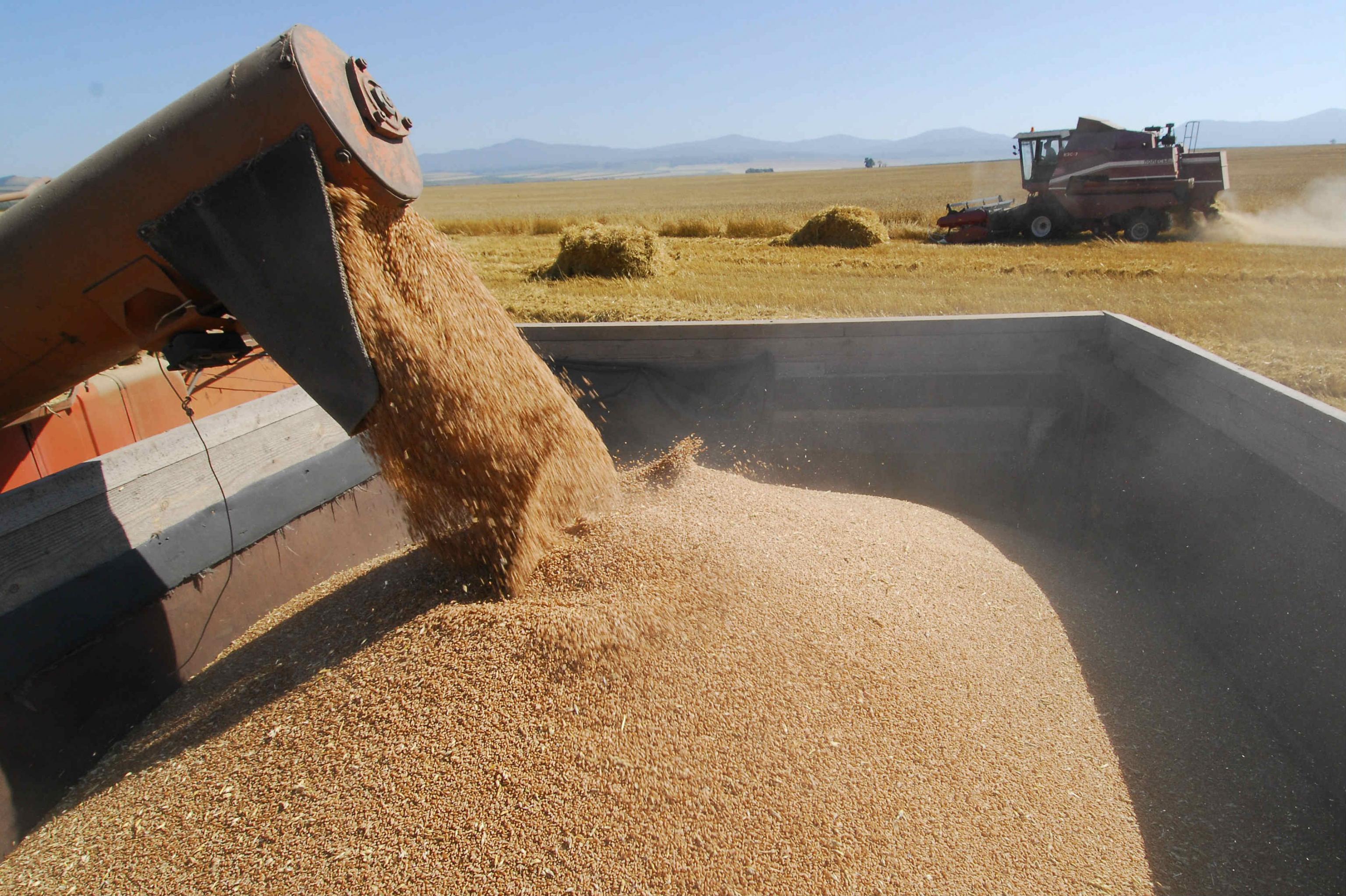 Україна експортує 41 млн т зерна нового врожаю 