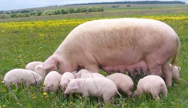 Китай має намір імпортувати українську свинину