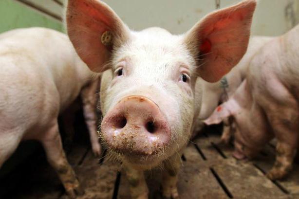 На Вінниччині зареєстровано гибель свиней від АЧС