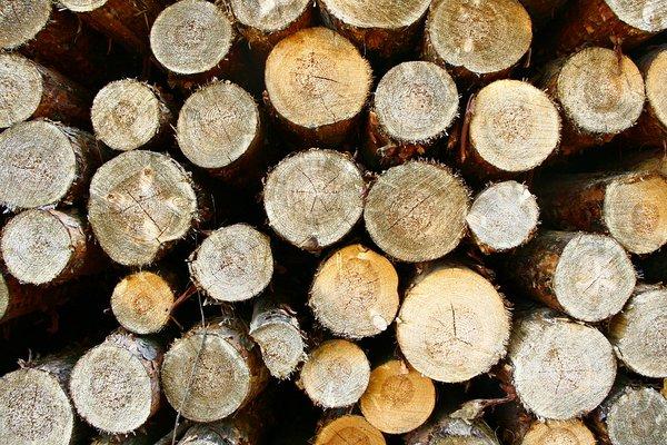 Мораторій на експорт необробленої деревини вигідний для України