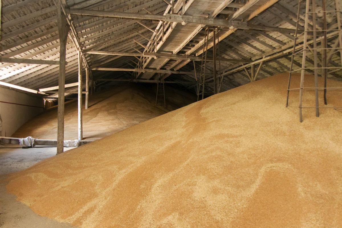 Цьогорічний експортний потенціал зернових складає майже 40 млн т 
