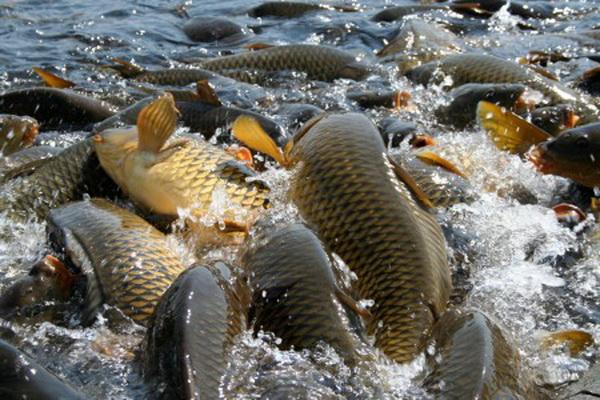 В Україні збільшиться виробництво риби