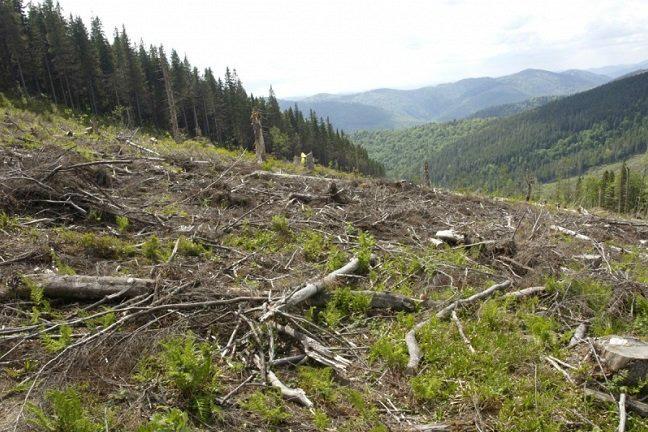 Україні нанесено 8 млн грн збитків від контрабанди лісу до Європи