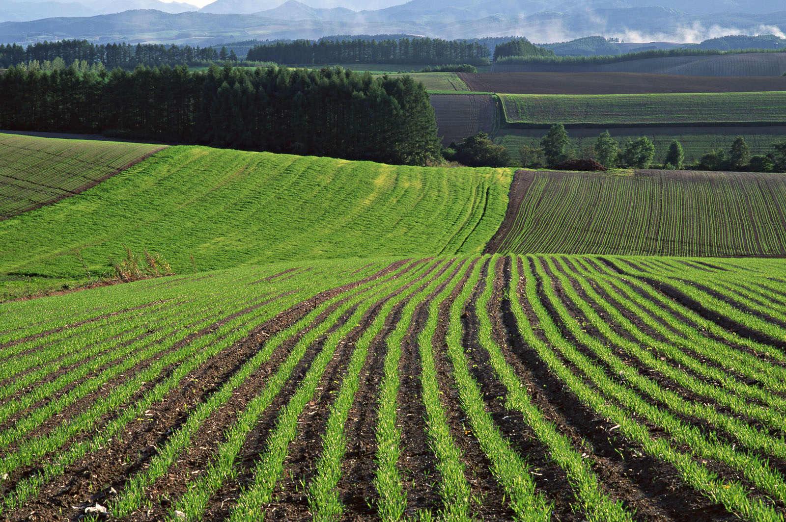 Приватизація сільськогосподарської землі має бути припинена