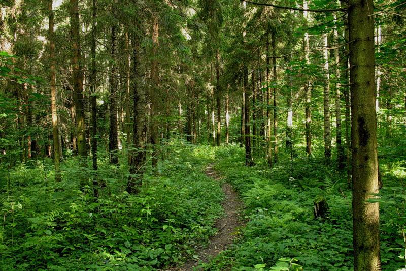 На Житомирщині відібрали 95 га лісу