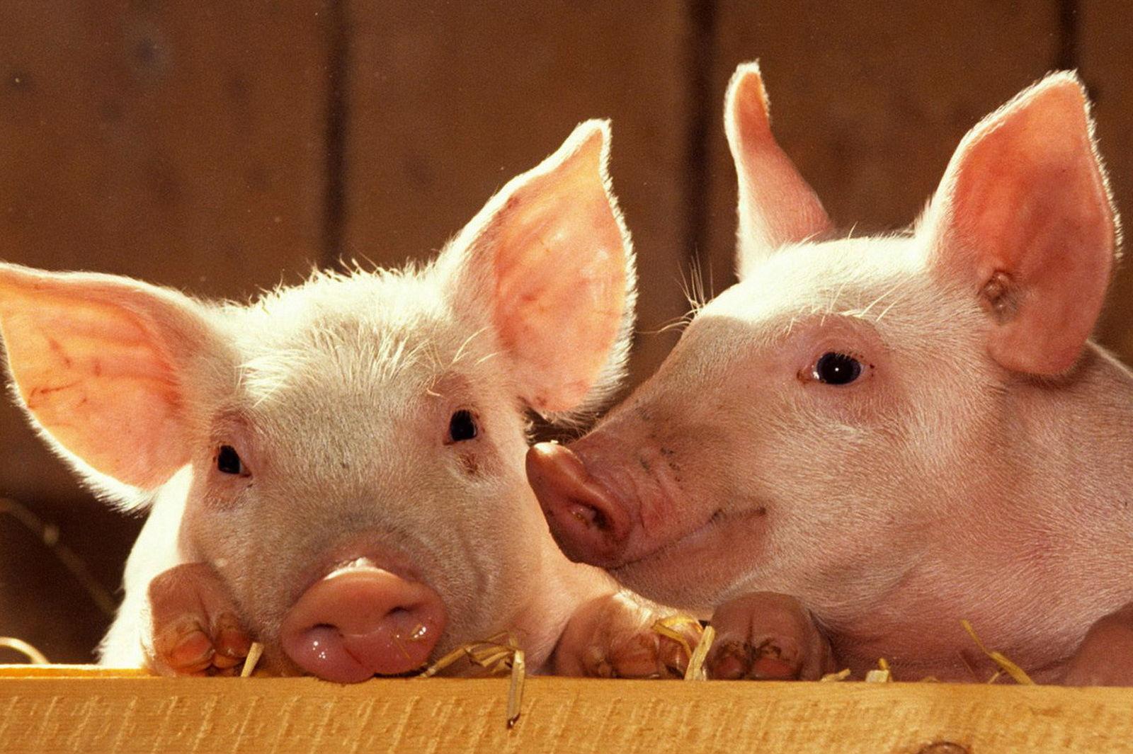 Україна стала нетто-експортером живих свиней