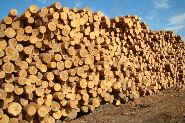 На Закарпатті незаконно експортували деревину