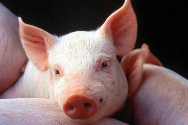 Румунія заборонила ввезення української свинини