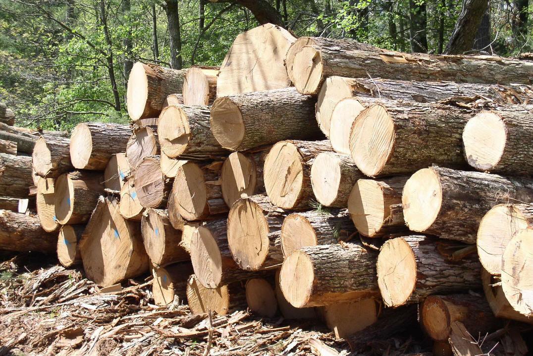 Зняття мораторію на експорт лісу-кругляка не вигідне Україні