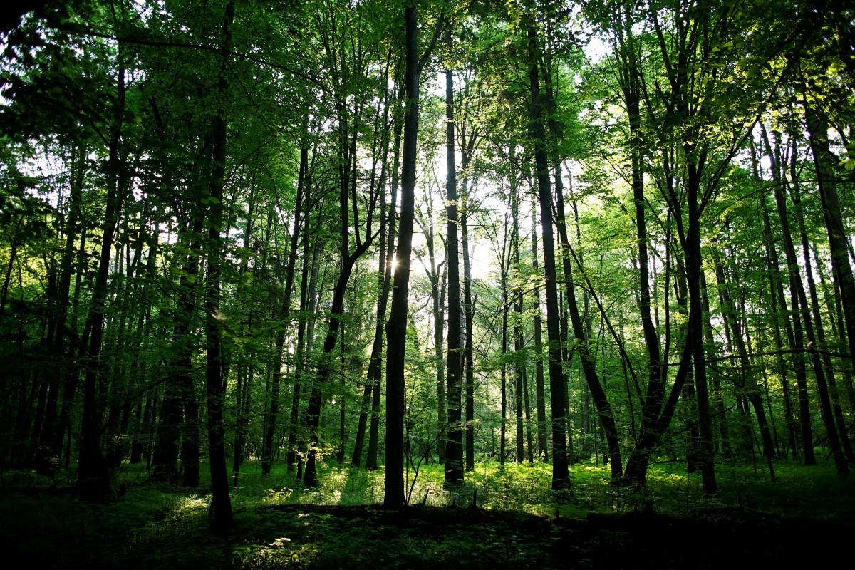Юшкевич: В Україні немає єдиної держполітики щодо лісової галузі