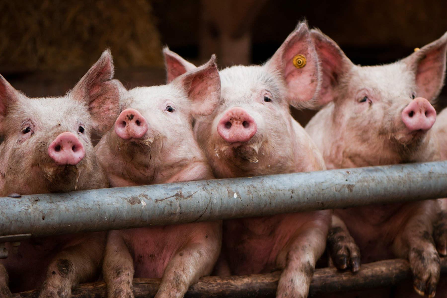 АЧС призвела до знищення 460 свиней